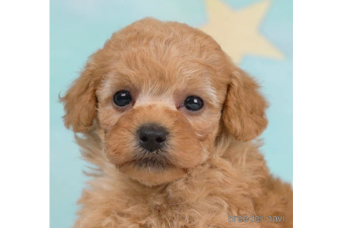 成約済の千葉県のトイプードル-226442の1枚目